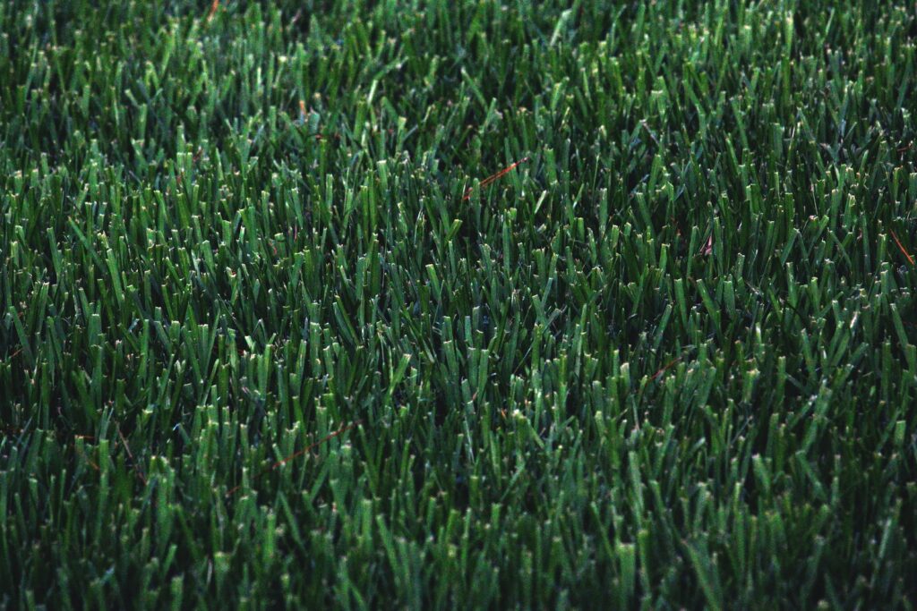 Photo by Wendy Aros-Routman green grass