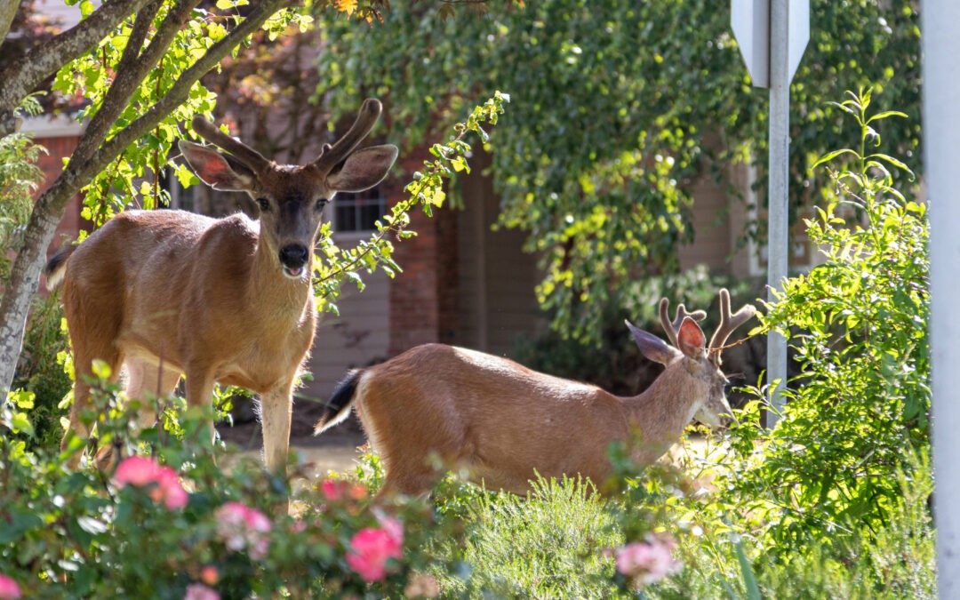How to Protect Your Trees and Plants from Deer