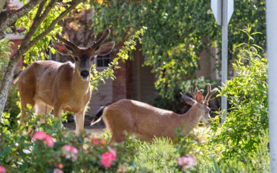 How to Protect Your Trees and Plants from Deer