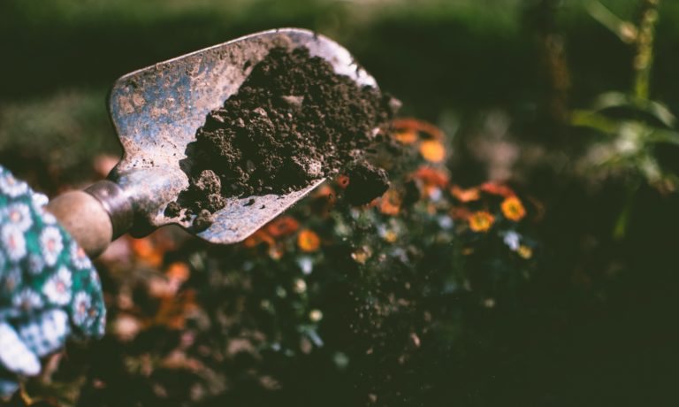 A gardening trowel spreading fertilizer over soil with flowers in the background during fall fertilization.