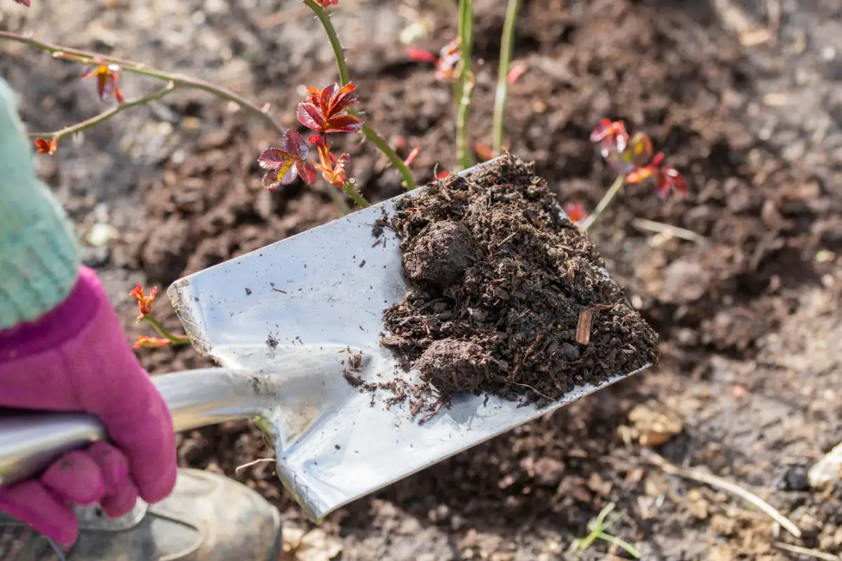 A gardening trowel spreading fertilizer over soil with flowers in the background during fall fertilization.