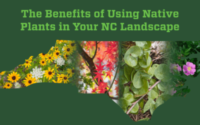 Benefits of Native Plants in Your Landscaping